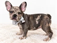 Banks, a male French Bulldog for sale in Elmwood Park, IL – 2 of 3