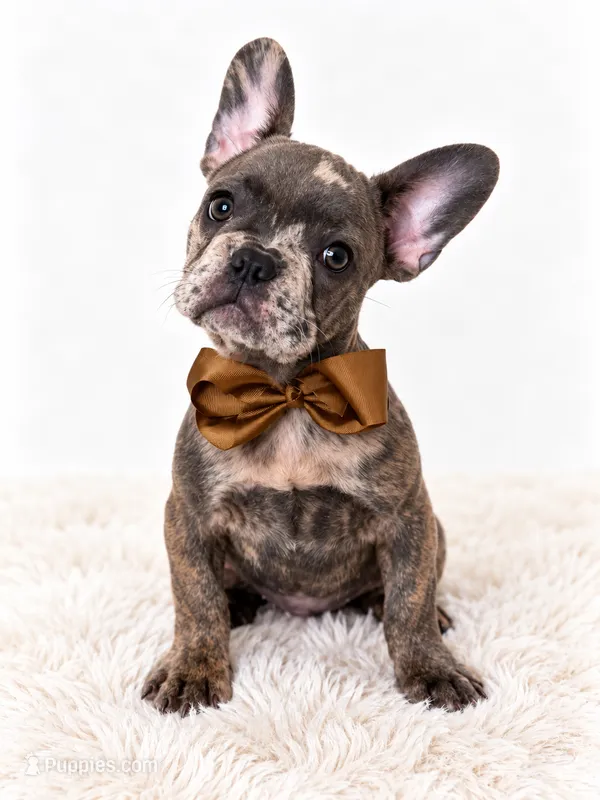Diesel – French Bulldog puppy for sale in Elmwood Park, IL