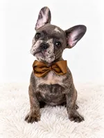 Diesel, a male French Bulldog for sale in Elmwood Park, IL – 1 of 3