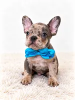 Knoz, a male French Bulldog for sale in Elmwood Park, IL – 2 of 3