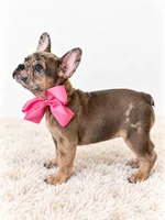 Monroe, a female French Bulldog for sale in Elmwood Park, IL – 2 of 3