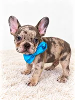 Knoz, a male French Bulldog for sale in Elmwood Park, IL – 3 of 3