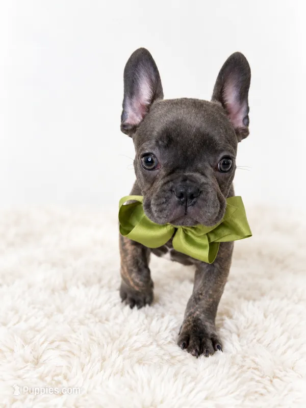 Onyx – French Bulldog puppy for sale in Elmwood Park, IL