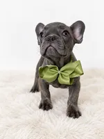 Onyx, a male French Bulldog for sale in Elmwood Park, IL – 2 of 3