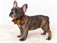 Diesel, a male French Bulldog for sale in Elmwood Park, IL – 2 of 3