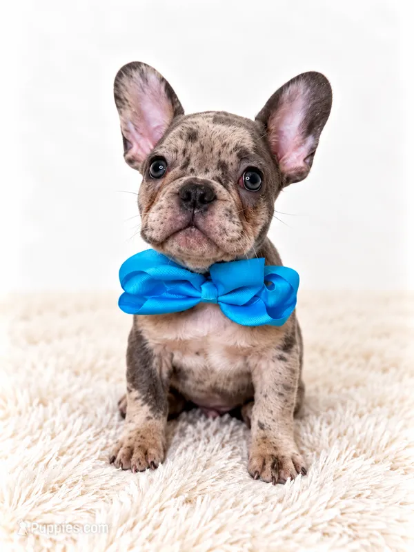 Knoz – French Bulldog puppy for sale in Elmwood Park, IL