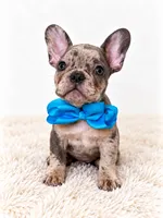 Knoz, a male French Bulldog for sale in Elmwood Park, IL – 1 of 3