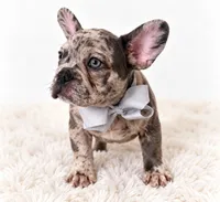 Banks, a male French Bulldog for sale in Elmwood Park, IL – 3 of 3