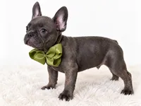 Onyx, a male French Bulldog for sale in Elmwood Park, IL – 3 of 3