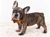 Diesel, a male French Bulldog for sale in Elmwood Park, IL – 3 of 3