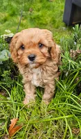 Cavapoo boy, a male Cavapoo for sale in Portland, OR – Photo 3 of 4