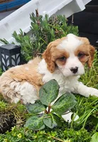Cavapoo boy, a male Cavapoo for sale in Portland, OR – Photo 4 of 4