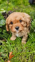 Cavapoo boy, a male Cavapoo for sale in Portland, OR – Photo 2 of 4