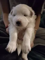 processed/6439e02b-e536-434b-b014-19834337127d/listing/56454e67-5b00-4eaa-a183-343ffec93f8d/1458511c-cddc-44ff-9cc6-e18edc706023