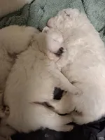 processed/6439e02b-e536-434b-b014-19834337127d/listing/56454e67-5b00-4eaa-a183-343ffec93f8d/2a1ac988-c860-45bc-9f9d-465d3a5f856b