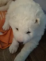 processed/6439e02b-e536-434b-b014-19834337127d/listing/56454e67-5b00-4eaa-a183-343ffec93f8d/2c364b68-e597-4092-b55a-a4a24e0b14ec