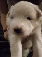 processed/6439e02b-e536-434b-b014-19834337127d/listing/56454e67-5b00-4eaa-a183-343ffec93f8d/fbf95941-eec7-4da8-8ca2-acc4a840bb50