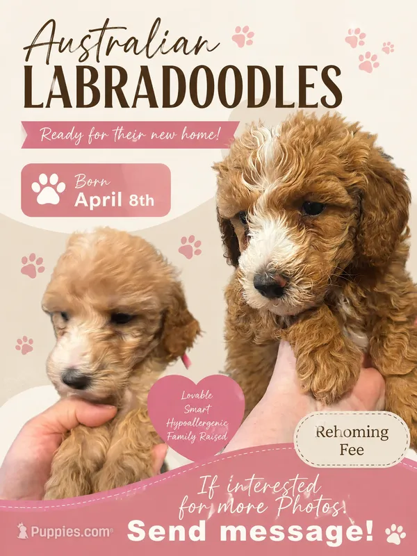 Australian Labradoodles – Labradoodle, Australian Labradoodle puppy for sale in Los Angeles, CA