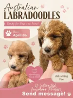 Australian Labradoodles, a female Labradoodle and Australian Labradoodle for sale in Los Angeles, CA – 1 of 10
