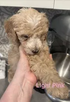 Australian Labradoodles, a female Labradoodle and Australian Labradoodle for sale in Los Angeles, CA – 4 of 10