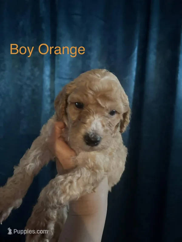 Orange – Labradoodle, Australian Labradoodle puppy for sale in Los Angeles, CA