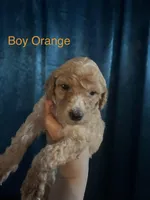 Orange, a male Labradoodle and Australian Labradoodle for sale in Los Angeles, CA – 1 of 2