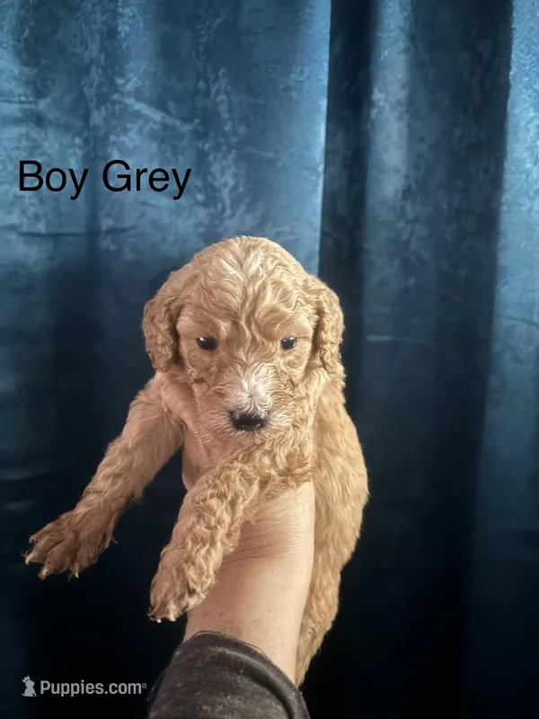 GreyBou – Labradoodle, Australian Labradoodle puppy for sale in Los Angeles, CA