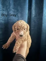 GreyBou, a male Labradoodle and Australian Labradoodle for sale in Los Angeles, CA – 1 of 2