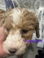 Australian Labradoodles, a female Labradoodle and Australian Labradoodle for sale in Los Angeles, CA – 2 of 10