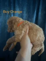 Australian Labradoodles, a female Labradoodle and Australian Labradoodle for sale in Los Angeles, CA – 3 of 10