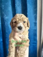 Lime Green Boy, a male Labradoodle and Australian Labradoodle for sale in Los Angeles, CA – 5 of 8