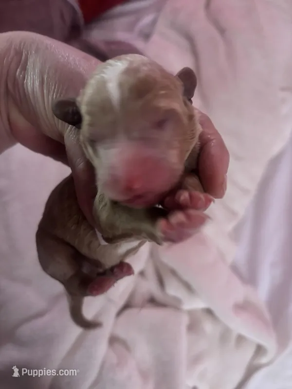 Pink – Australian Labradoodle puppy for sale in Los Angeles, CA