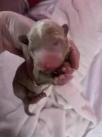 Pink, a female Australian Labradoodle for sale in Los Angeles, CA – Photo 1 of 4