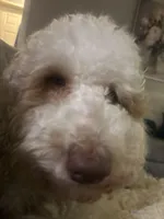 Pink, a female Australian Labradoodle for sale in Los Angeles, CA – Photo 4 of 4