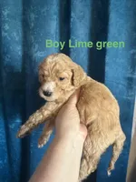 Lime Green Boy, a male Labradoodle and Australian Labradoodle for sale in Los Angeles, CA – 8 of 8