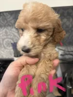 Australian Labradoodles, a female Labradoodle and Australian Labradoodle for sale in Los Angeles, CA – 6 of 10