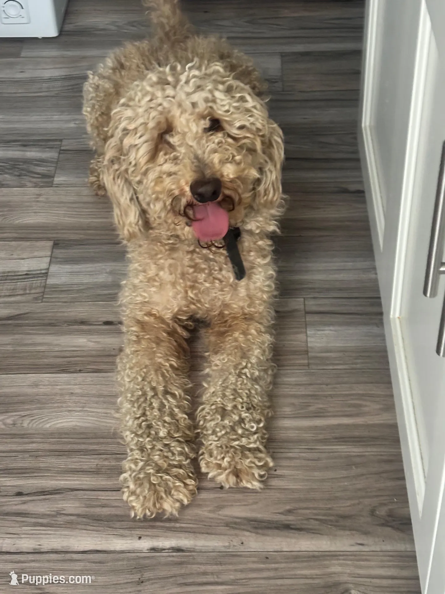 Pink, a female Australian Labradoodle for sale in Los Angeles, CA – Photo 2 of 4