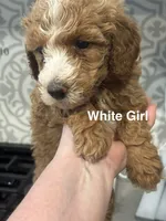Australian Labradoodles, a female Labradoodle and Australian Labradoodle for sale in Los Angeles, CA – 7 of 10