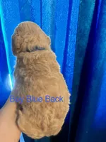 Blue Boy, a male Labradoodle and Australian Labradoodle for sale in Los Angeles, CA – 2 of 3