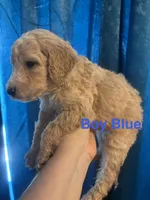 Blue Boy, a male Labradoodle and Australian Labradoodle for sale in Los Angeles, CA – 3 of 3