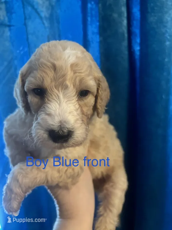 Blue Boy – Labradoodle, Australian Labradoodle puppy for sale in Los Angeles, CA