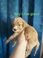 Australian Labradoodles, a female Labradoodle and Australian Labradoodle for sale in Los Angeles, CA – 5 of 10