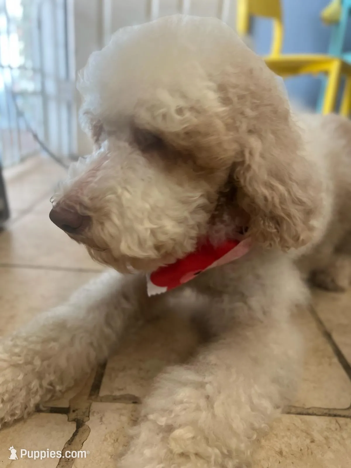 Pink, a female Australian Labradoodle for sale in Los Angeles, CA – Photo 3 of 4