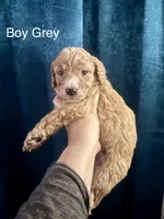 Australian Labradoodles, a female Labradoodle and Australian Labradoodle for sale in Los Angeles, CA – 8 of 10