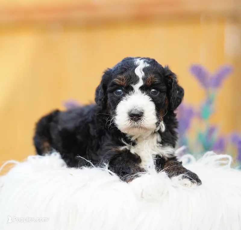 Parker – Aussiedoodle, Bernedoodle puppy for sale in Spokane, WA
