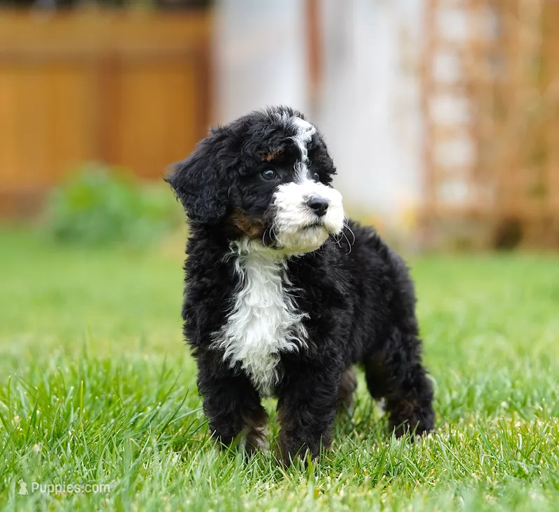Parker – Aussiedoodle, Bernedoodle puppy for sale in Spokane, WA