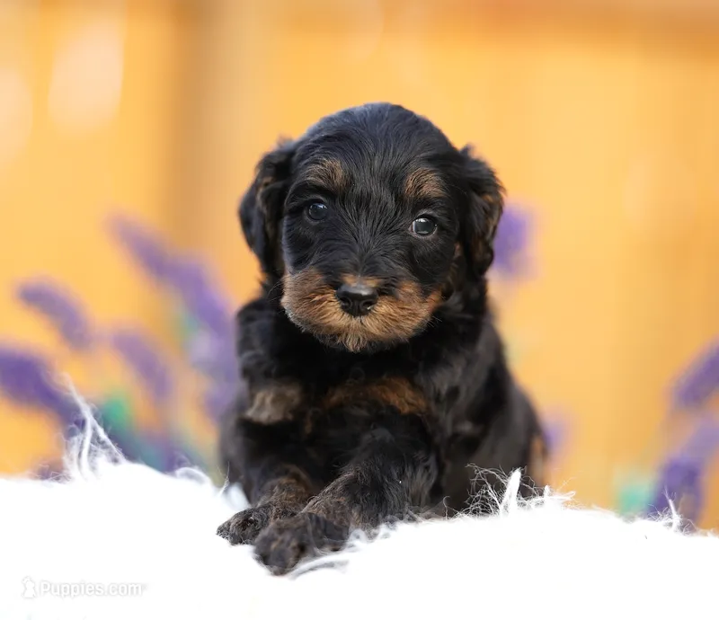 Phoenix – Aussiedoodle, Bernedoodle puppy for sale in Spokane, WA