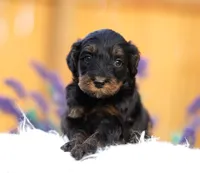 Phoenix, a male Aussiedoodle and Bernedoodle for sale in Spokane, WA – 1 of 3