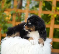 Sapphire, a female Aussiedoodle and Bernedoodle for sale in Spokane, WA – 2 of 2