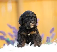 Penny, a female Aussiedoodle and Bernedoodle for sale in Spokane, WA – 3 of 3